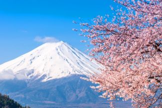 Tưng bừng mùa Lễ hội hoa anh đào Nhật Bản